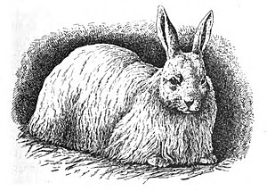 angora